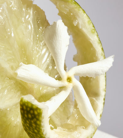 SECRET VII ÉCHO LUMINEUX