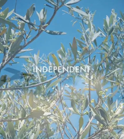 videowise-widget-675807c6ffc8c40028f30ee4-7932153921749